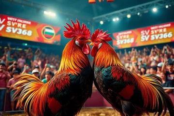 Live cockfighting at SV368win.live showcasing excitement and competitive spirit in a vibrant arena.
